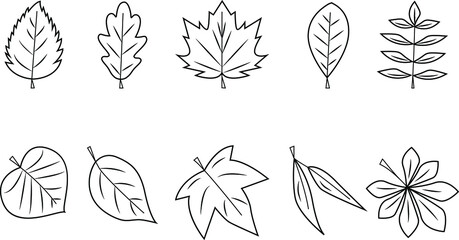 Basic leaf types. Silhouettes of  leaves line icons