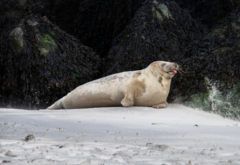 Helgoland seehund tier animal seal zunge tongue rausstrecken cute niedlich kawaii lustig funny fell...