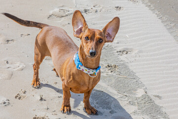 Funny scene of a brown short haired dachshund with its ears raised by the wind, sunny spring day at Hargen aan Zee beach, North Holland, Netherlands