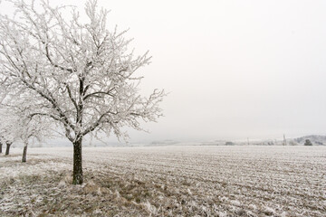 Frozen tree on winter field