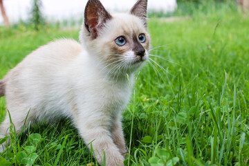 A white kitten on the lawn with blue eyes.