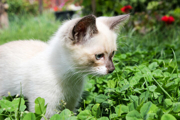 A white kitten on the lawn with blue eyes.