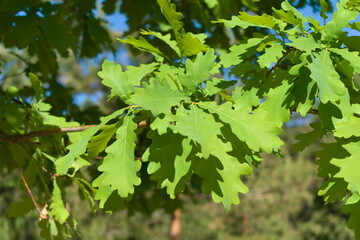 Fototapeta na wymiar oak branch
