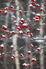 red berries in snow