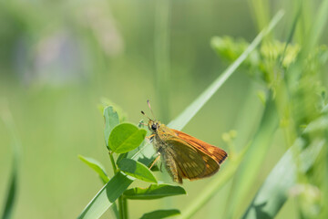 Large skipper butterfly (Ochlodes sylvanus) on a green meadow.