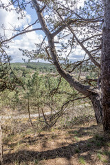 Closeup of the trunk of a pine surrounded by wild plants, dried heather in a Dutch nature reserve, sunny day with a blue sky with white clouds in Schoorlse Duinen, North Holland, Netherlands