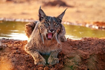 Iberian Lynx watching in Castilla La Mancha, Spain.