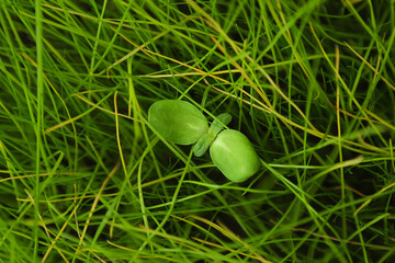 there was a small sprout growing on the green lawn.