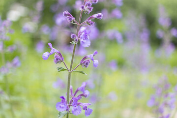 lavender flowers in the field