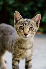 Obraz premium The kitten looking at camera:portrait of cat.