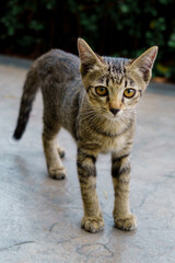 The kitten looking at camera:portrait of cat.