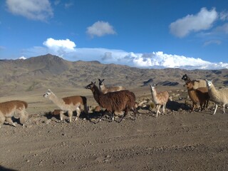 Llamas in Bolivian Highlands (Altiplano).