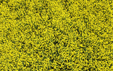 Aerial view of yellow flowers of agricultural rapeseed for background