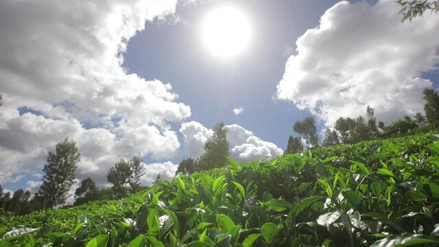 Leaves on tea bushes. Sunlight with rays penetrates through the leaves on the tea plantations in the mountains.