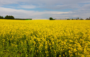 Obraz premium Aerial view of yellow flowers of agricultural rapeseed for background