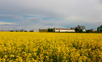 Aerial view of yellow flowers of agricultural rapeseed for background