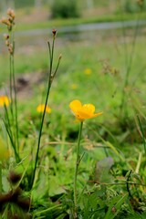 flowers in the grass