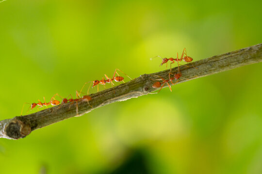 Ants walking on a branch. Ant on twigs.ant close-up.