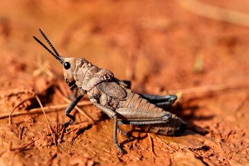 locust on the ground