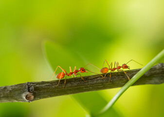 Ants walking on a branch. Ant on twigs.ant close-up.