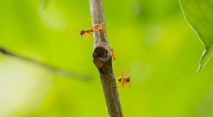 Ants walking on a branch. Ant on twigs.ant close-up.