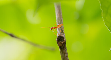 Ants walking on a branch. Ant on twigs.ant close-up.