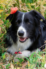 Close-up of purebred border collie dog lying in wild poppies on a summer day - selective focus
