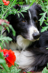 Close-up of purebred border collie dog lying in wild poppies on a summer day - selective focus