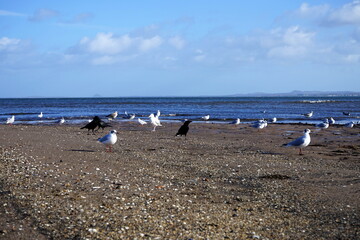 Seagulls - Portobello Beach, Edinburgh