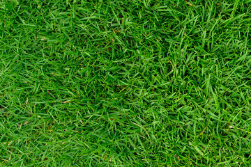 Fototapeta premium Beautiful green grass in the garden