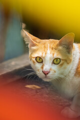 Shoot cat in portrait style. close-up portrait of a cat