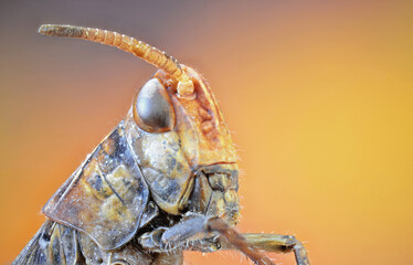 Insects photographed with a microscope objective using the Focus Stacking technique