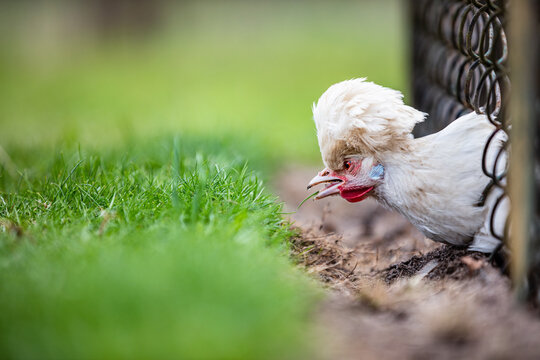 Sultan chicken eating grass behind the fence