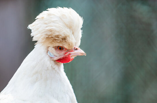 Sultan chicken portrait