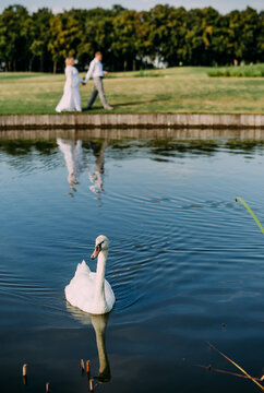 white swan swims lake concept couple love