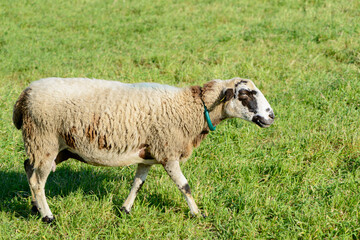Obraz premium Sheep grazing in a field