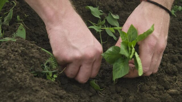 Close-up of the hand of a Caucasian white man straightening and planting seedlings of balgar pepper in the black earth. Smooth camrera movement high dynamic range