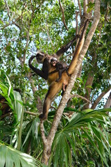 Obraz premium squirrel on tree