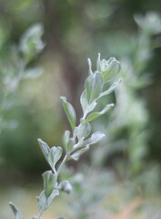 green leave in the forest