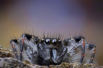Detail of a jumping spider (Salticidae)