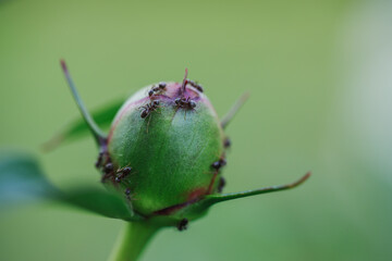 Ants on a peony bud. Wildlife close up. 