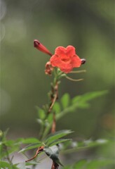 dark red flower