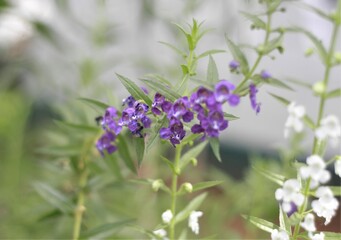 purple color flower
