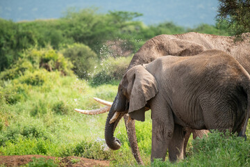 Fototapeta na wymiar African male and female elephants (Loxodonta) drink water and bathing from a small pond in amboseli national park, Kenya on sunny day in natural light