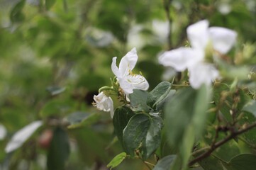 melastomes is blooming right now
