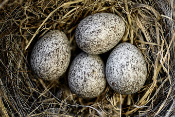 Naklejka na ściany i meble Bird nest with abandoned nest eggs