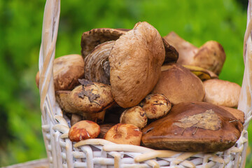 Forest mushrooms in a basket on a tree stump. Nature