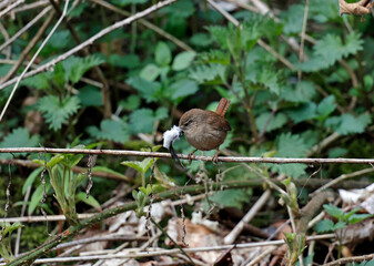 Wren collecting feathers to line her nest