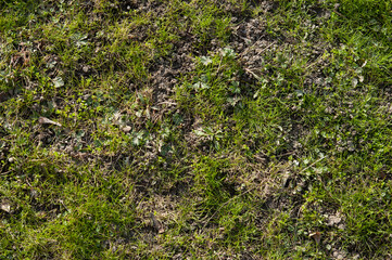 The first spring grass is breaking through