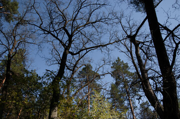 spring forest: tree branches against the blue sky